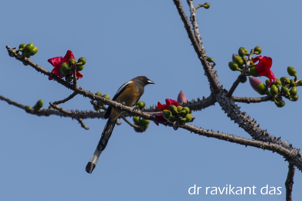 Bird perched among blossoms