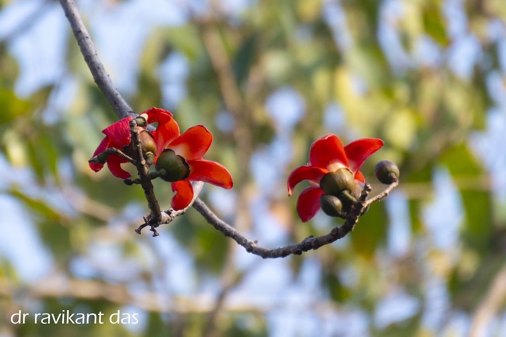 Red silk cotton flowers in bloom