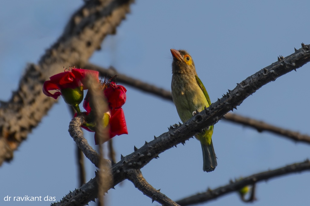 Birds on a branch