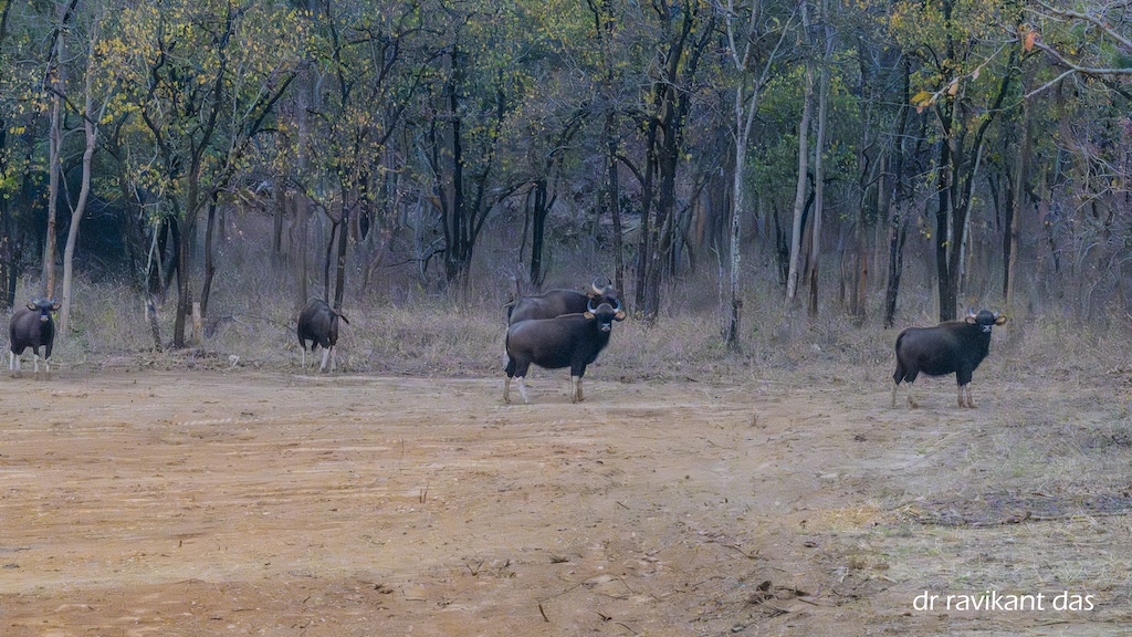 Gaur herd in Gomarda