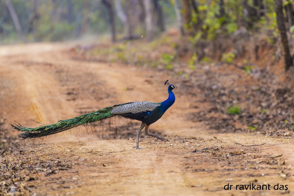 Peacock crossing a forest trail
