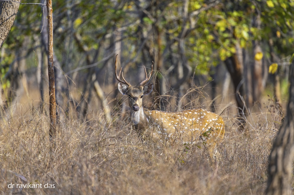 Deer